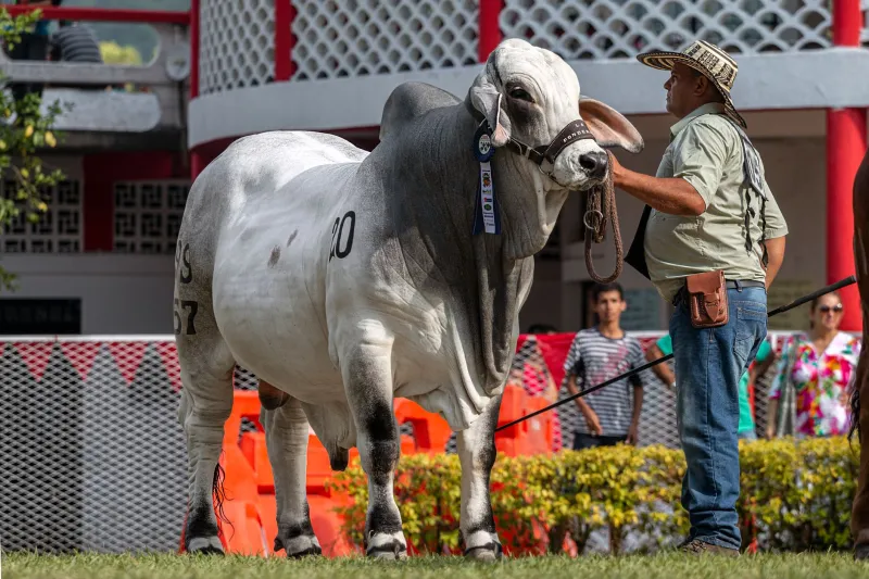 The 90-Day Window That Determines Whether Your Bull Purchase Was a Bargain or a Bust