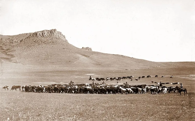 Reading the Ring: How Auction Data Is Reshaping Genetic Valuations for Serious Cattle Producers