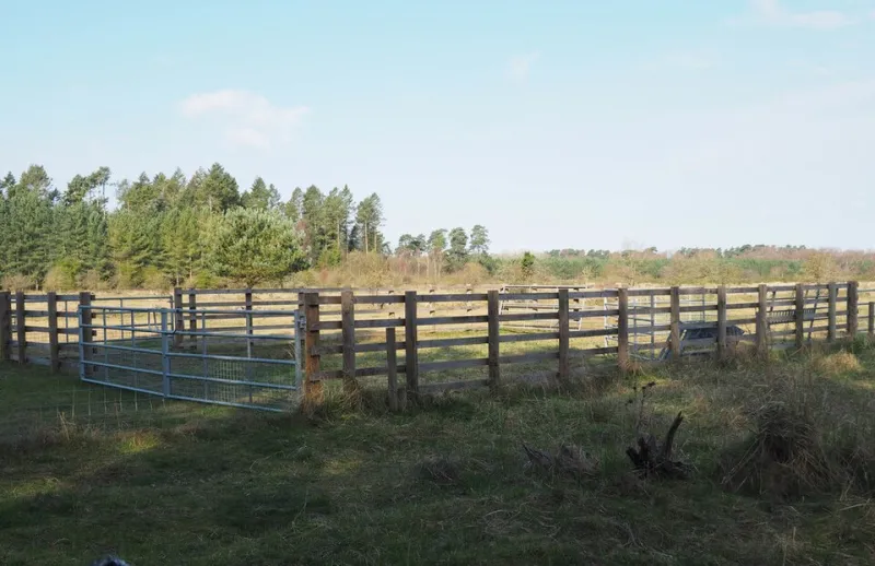 The Infrastructure Penalty: How Poorly Designed Handling Facilities Are Quietly Undermining Your Breeding Program
