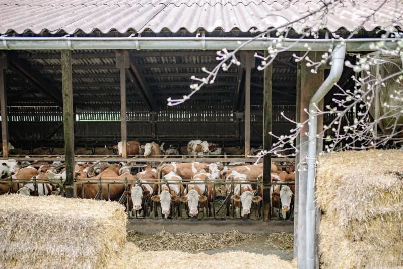 Shrink Is Stealing From You: How Water Access, Feed Timing, and Facility Design Are Quietly Eroding Your Annual Revenue