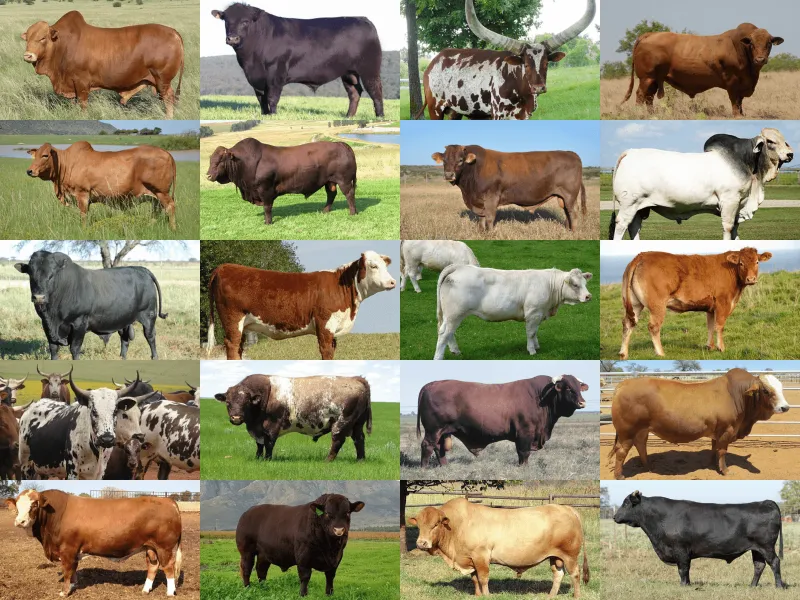 The Compounding Cost of Keeping Average: Why Removing Middling Genetics May Be Your Most Profitable Decision