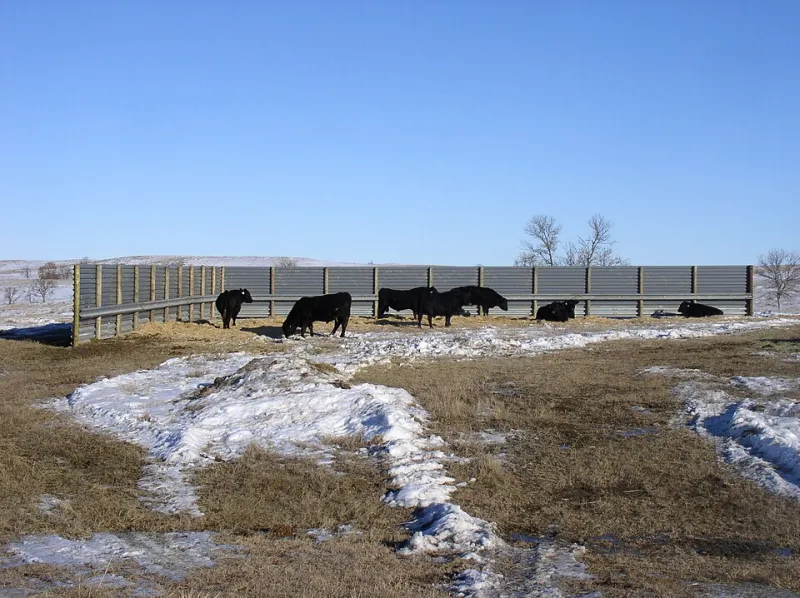 From Grass to Profit: The Financial Case for Rotational Grazing on Your Ranch