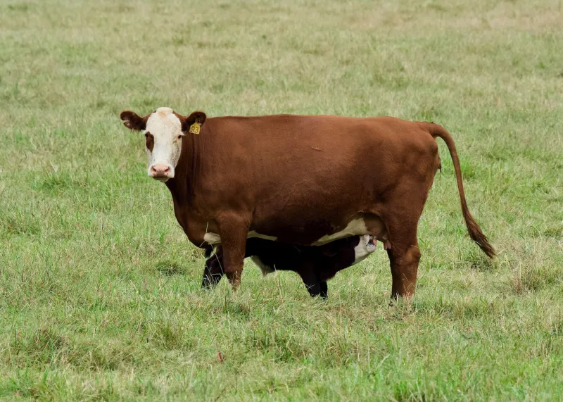 Why Your Feed Program Isn't Fixing Your Weaning Weights — And What Actually Will