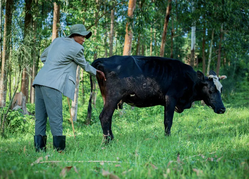 Pennies Spent Now or Dollars Lost Later: The True Economics of Preventive Herd Health