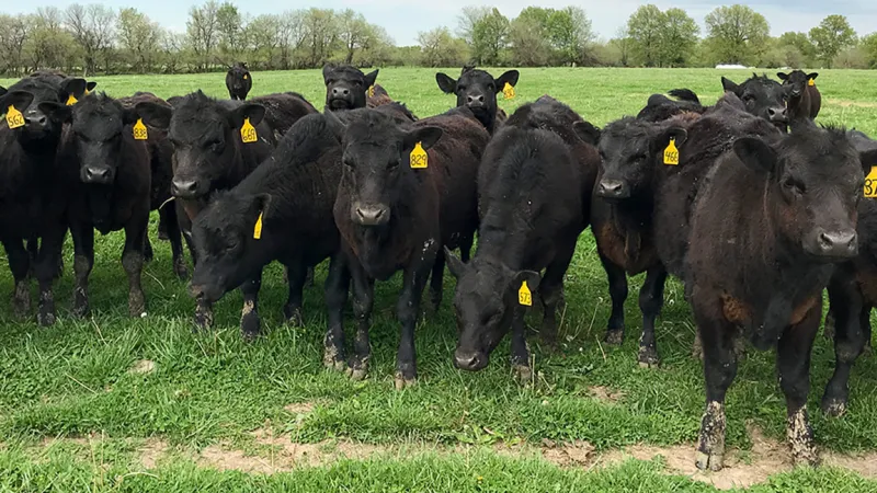 Raise Them or Buy Them: A Straightforward Economic Analysis of Heifer Replacement Strategies