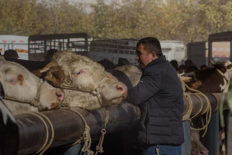 Selling Blind: How Cattle Markets Conceal True Value and What Every Rancher Can Do to Reclaim It