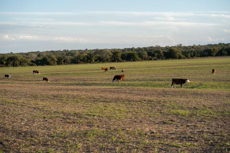 What Your Soil Is Telling Your Cattle's DNA: The Hidden Link Between Ground Quality and Genetic Performance
